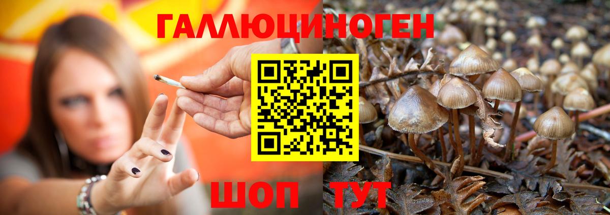 Галлюциногенные грибы GOLDEN TEACHER  Вход с VPN  Кудрово 